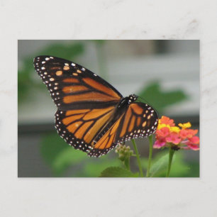 Monarch and Lantana Postcard