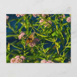 Monarch And Milkweed Postcard