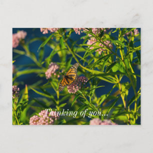 Monarch And Milkweed Thinking Of You Postcard