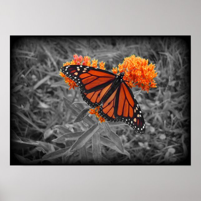 Monarch and Monochrome Poster (Front)