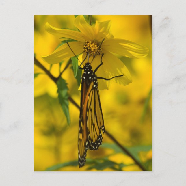Monarch and Yellow Flower Postcard (Front)