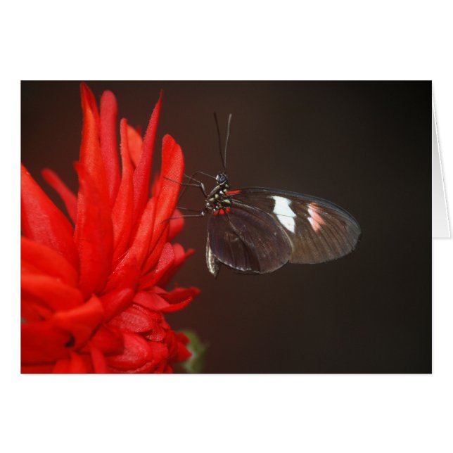 Monarch Black Butterfly (Front Horizontal)