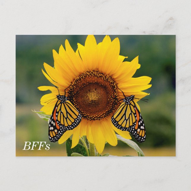 Monarch Butterfies on Sunflower Postcard (Front)