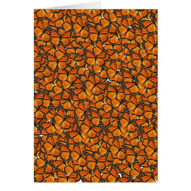 Monarch butterflies (Front)