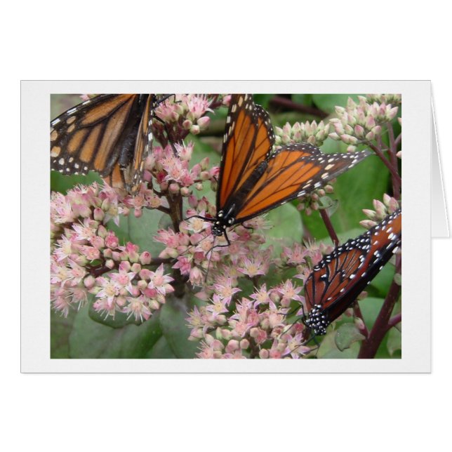 Monarch Butterflies (Front Horizontal)