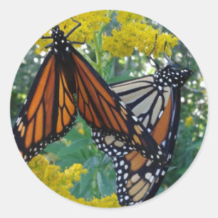 Monarch Butterflies Classic Round Sticker