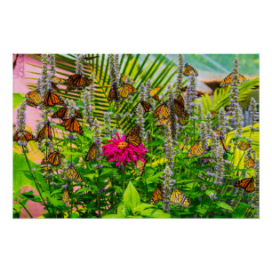 Monarch Butterflies Glossy Poster 28 x 18.67"