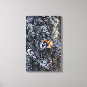 Monarch Butterflies on Pine Tree, Sierra Chincua 2 Canvas Print