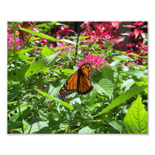 Monarch Butterflies Photo Print
