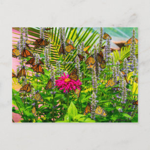 Monarch Butterflies Postcard