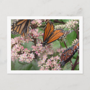 Monarch Butterflies Postcard