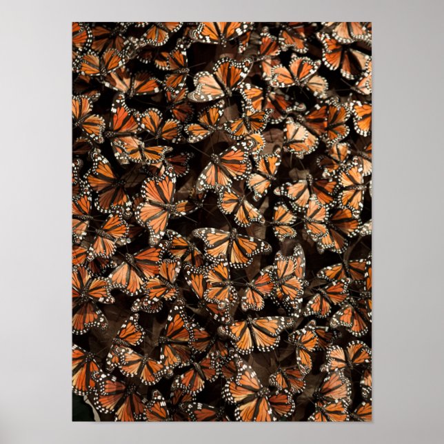 Monarch Butterflies Poster (Front)