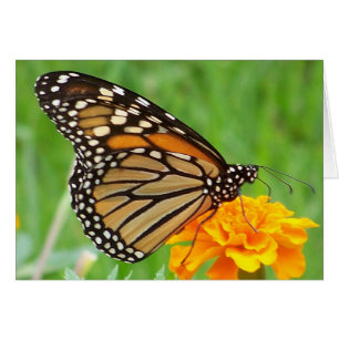 Monarch Butterfly