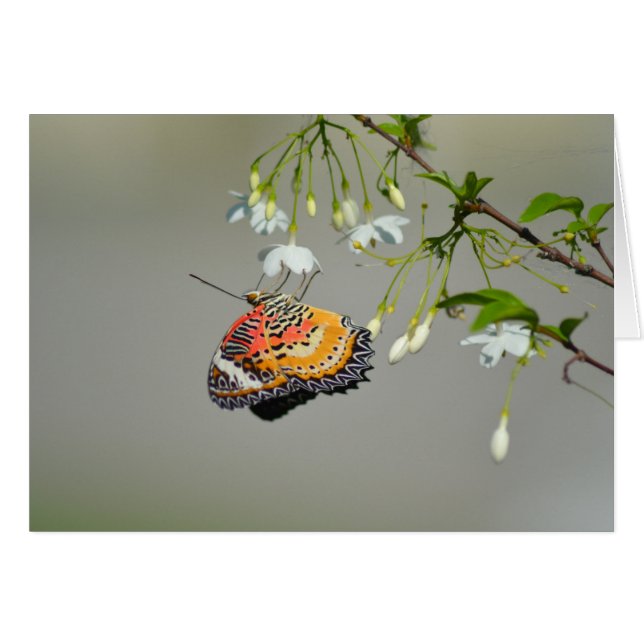 Monarch Butterfly (Front Horizontal)