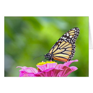 Monarch Butterfly