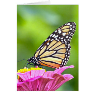 Monarch Butterfly