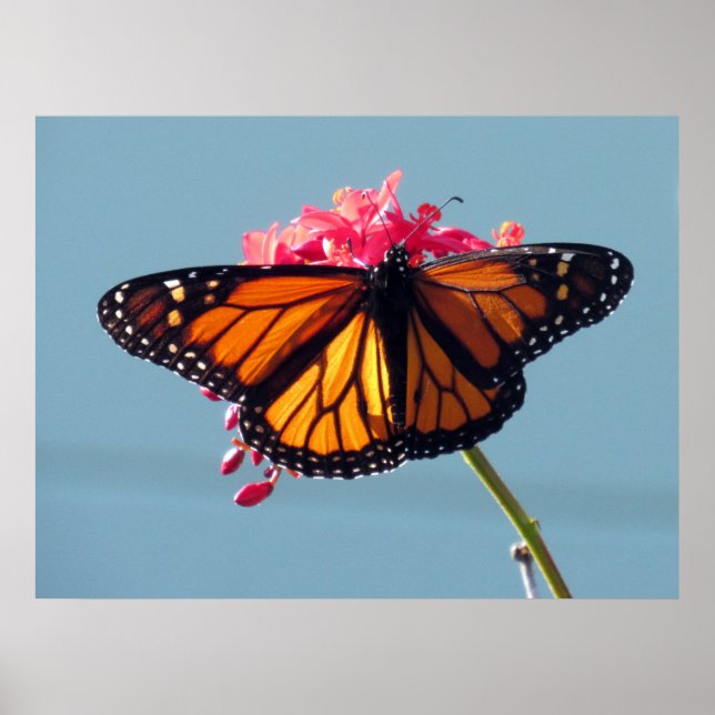 Monarch Butterfly 6066 Poster (Front)