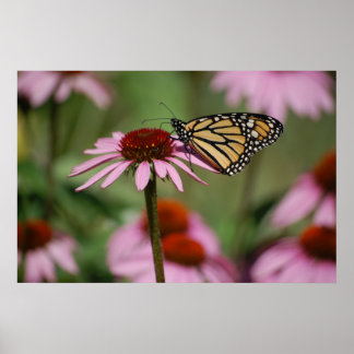 Monarch Butterfly and Black Eyed Susan Poster