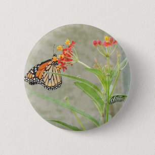 Monarch Butterfly and Caterpillar 6 Cm Round Badge