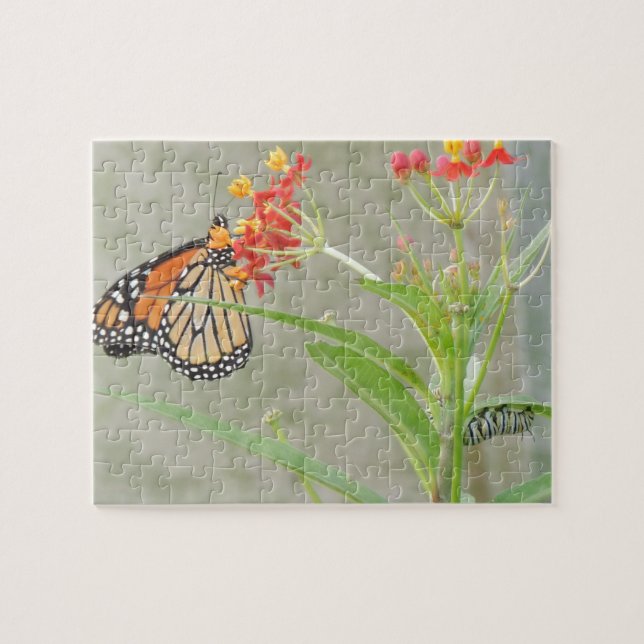 Monarch Butterfly and Caterpillar Jigsaw Puzzle (Horizontal)