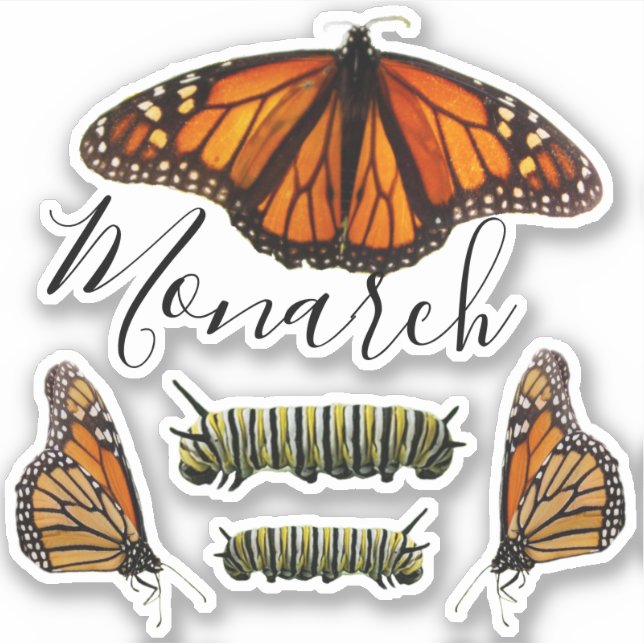 Monarch Butterfly and Caterpillar Set (Front)