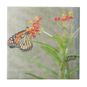 Monarch Butterfly and Caterpillar Tile