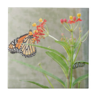 Monarch Butterfly and Caterpillar Tile