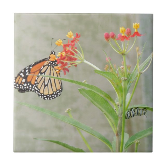 Monarch Butterfly and Caterpillar Tile (Front)