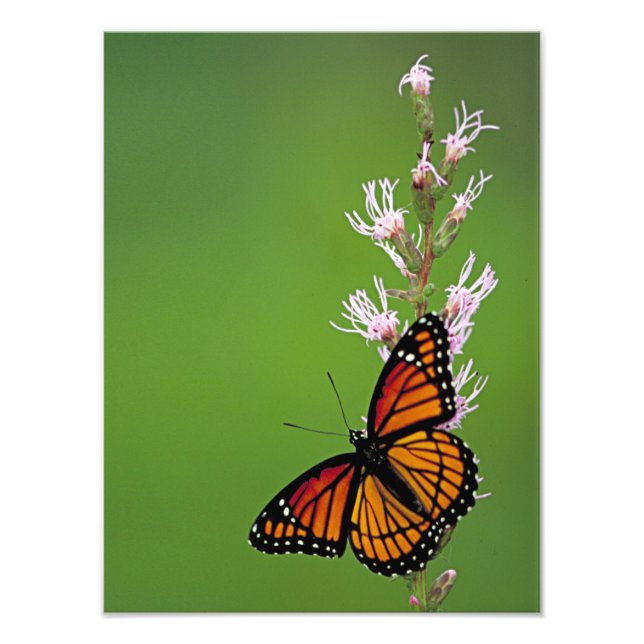 Monarch Butterfly and Flower On Green Background Photo Print (Front)