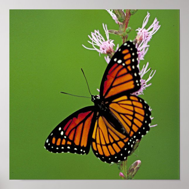 Monarch Butterfly and Flower On Green Background Poster (Front)