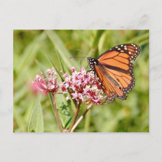 Monarch Butterfly and Friend Postcard
