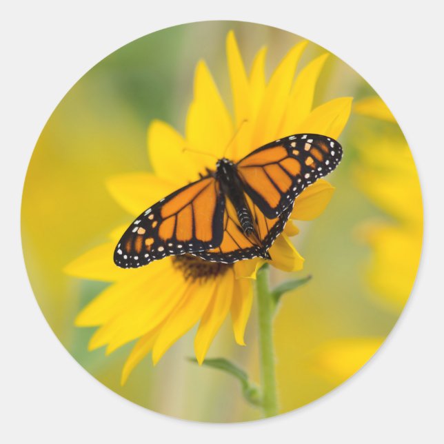 Monarch Butterfly and Sunflower Garden Photo Classic Round Sticker (Front)