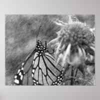 Monarch Butterfly Black Pencil Art Poster