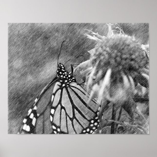Monarch Butterfly Black Pencil Art Poster (Front)