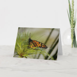 Monarch Butterfly Blank Card