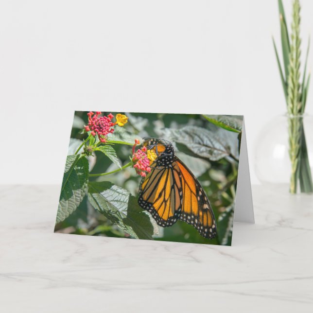 Monarch Butterfly - Blank Note Card (Front)