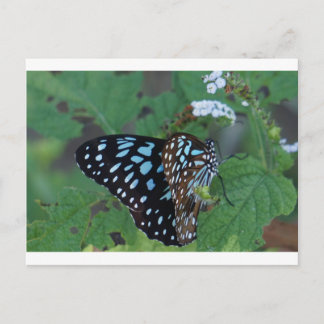 MONARCH BUTTERFLY BLUE RURAL QUEENSLAND AUSTRALIA POSTCARD