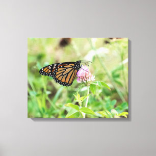 Monarch Butterfly Canvas Print