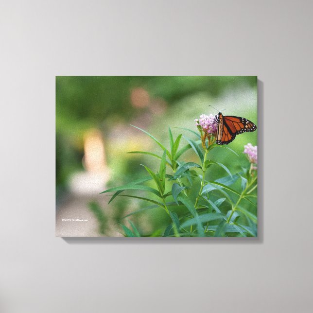 Monarch Butterfly Canvas Print (Front)