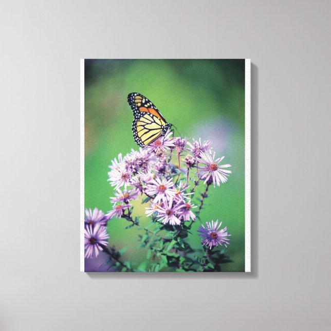 Monarch Butterfly Canvas Print (Front)