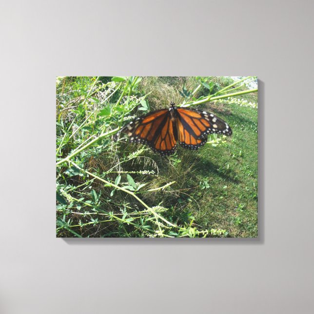 Monarch butterfly canvas print (Front)