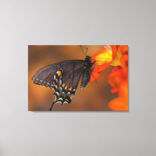 Monarch Butterfly Canvas Print