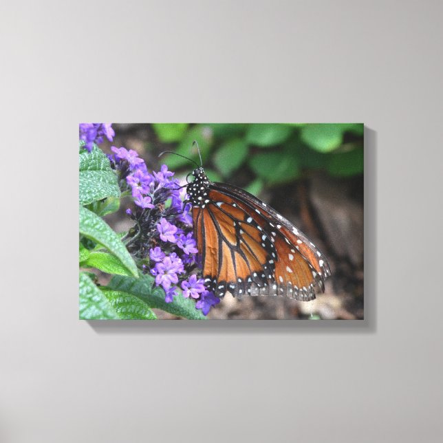 Monarch Butterfly Canvas Print (Front)