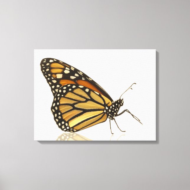 Monarch butterfly canvas print (Front)