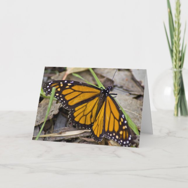 Monarch Butterfly Card (Front)