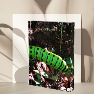 Monarch Butterfly Caterpillar Ohio Garden Photo Block