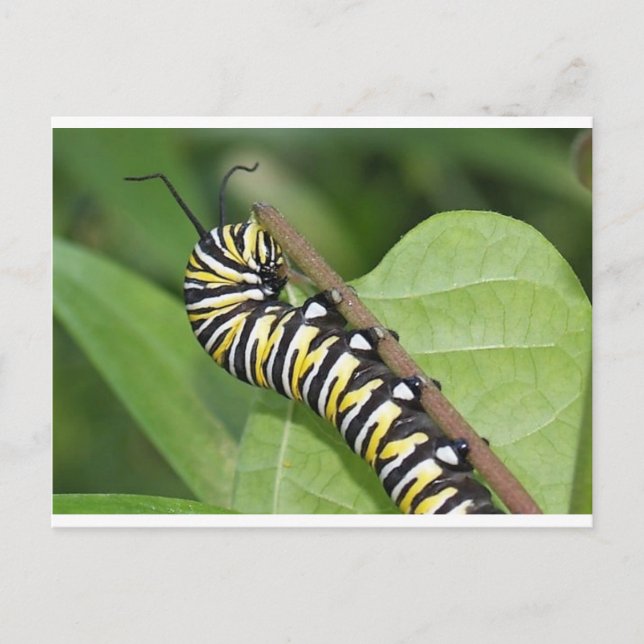 Monarch Butterfly Caterpillar Postcard (Front)