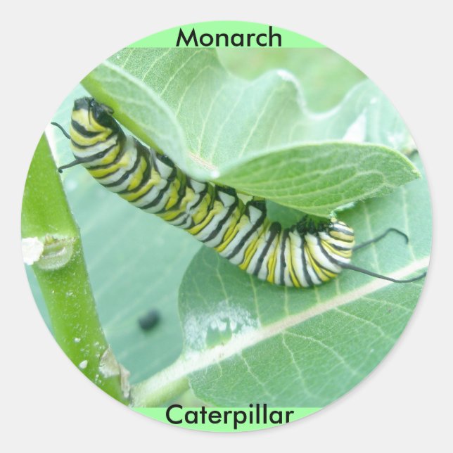 Monarch Butterfly Caterpillar Stickers (Front)