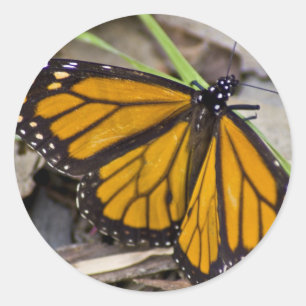 Monarch Butterfly Classic Round Sticker