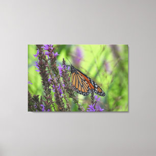 Monarch Butterfly Close Up on Purple Flowers Canvas Print
